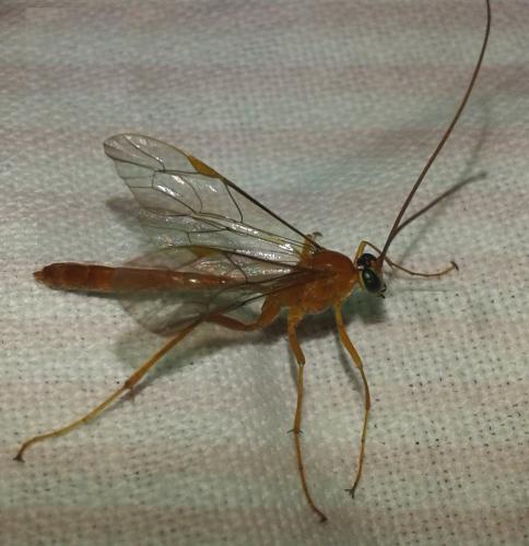 Netelia infractor